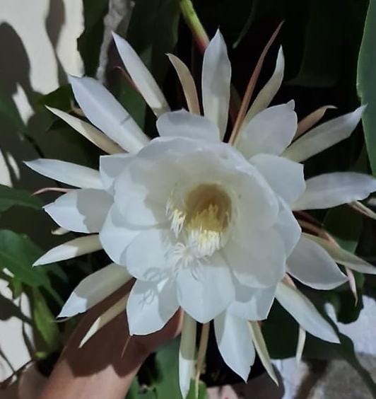 ಆಲಮಟ್ಟಿಯಲ್ಲಿ ಬ್ರಹ್ಮಕಮಲ ಪುಷ್ಪ ಅರಳಿ ನಲಿದಾಗ!