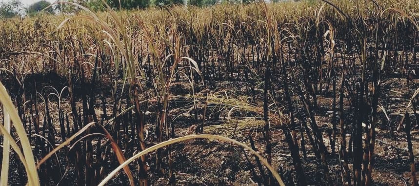 ವಿದ್ಯುತ್ ಅವಘಡ: ಕಬ್ಬು & ಹಣ್ಣಿನ ಮರಗಳು ಭಸ್ಮ
