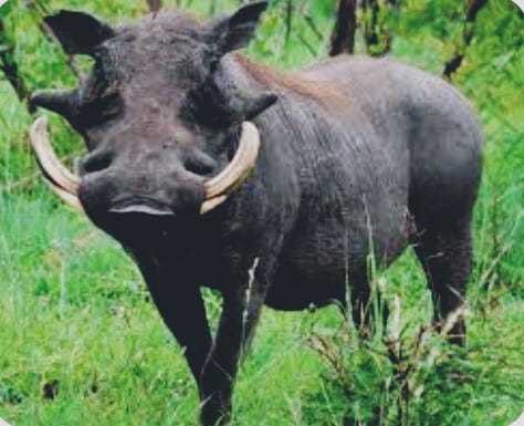 ಕೋರೆಹಲ್ಲು ಮೂಡುವಾಗ ಮಣ್ಣಿರುವುದಿಲ್ಲ, ಮಣ್ಣಿರುವಾಗ ಕೋರೆಹಲ್ಲು ಮೂಡುವುದಿಲ್ಲ