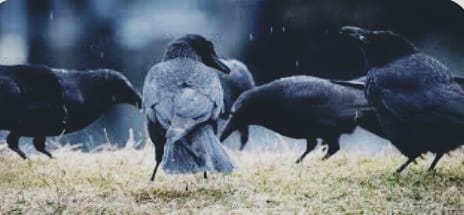 ಕಾಗೆಯ ಕೆಲ ಗುಣ ಅಳವಡಿಸಿಕೊಂಡರೆ ಯಶಸ್ಸು ಸಾಧ್ಯ-