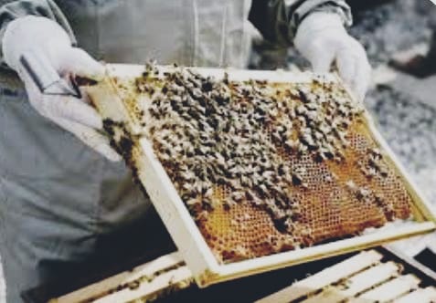 ಜೇನುಗೂಡೆಂಬ ಅಚ್ಚರಿ-