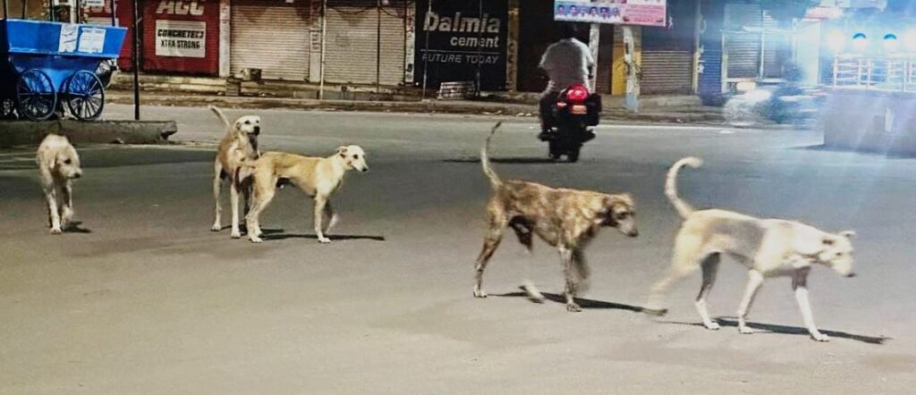 ಮುದ್ದೇಬಿಹಾಳ ಅಂಬೇಡ್ಕರ್ ವೃತ್ತದ ಬಳಿ ಬೀದಿ ನಾಯಿಗಳ ಹಾವಳಿ