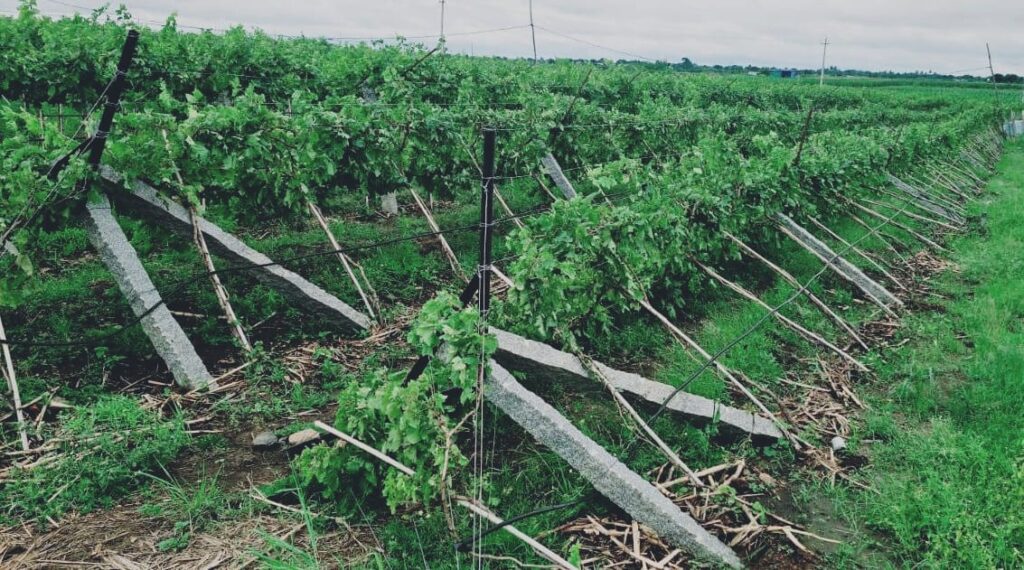 ಬಿರುಗಾಳಿಗೆ ವಾಲಿದ ದ್ರಾಕ್ಷಿ ಪಡ :ರೈತನಿಗೆ ಸಂಕಷ್ಟ