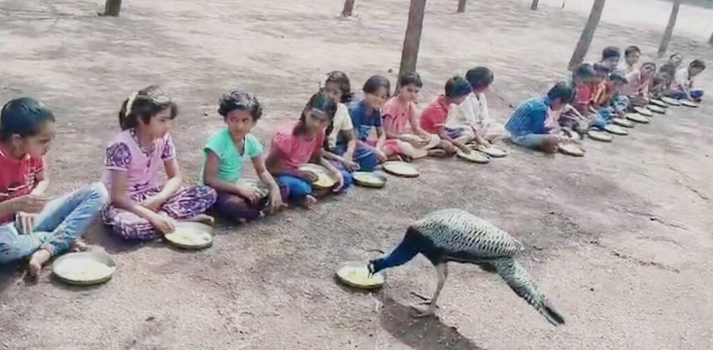 ಸರ್ಕಾರಿ ಶಾಲೆಗೆ ಬಂದ ರಾಷ್ಟ್ರಪಕ್ಷಿ; ಮಕ್ಕಳೊಂದಿಗೆ ಬಿಸಿಯೂಟ ಸೇವನೆ!