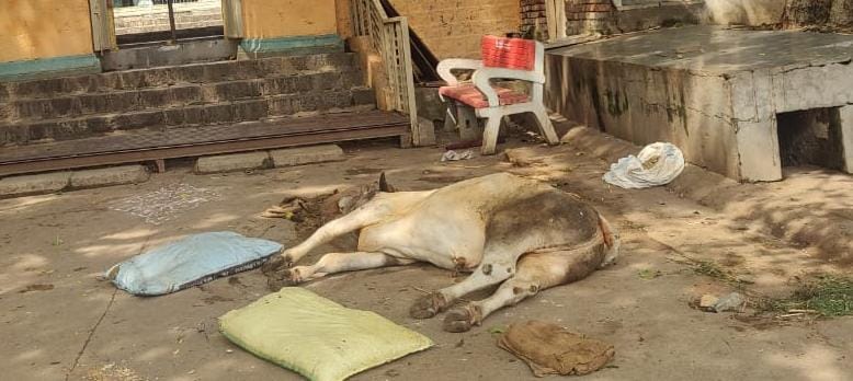 ಕರುಗಳಿಗೆ ಚರ್ಮಗಂಟು ರೋಗ: ರೈತರಲ್ಲಿ ಆತಂಕ