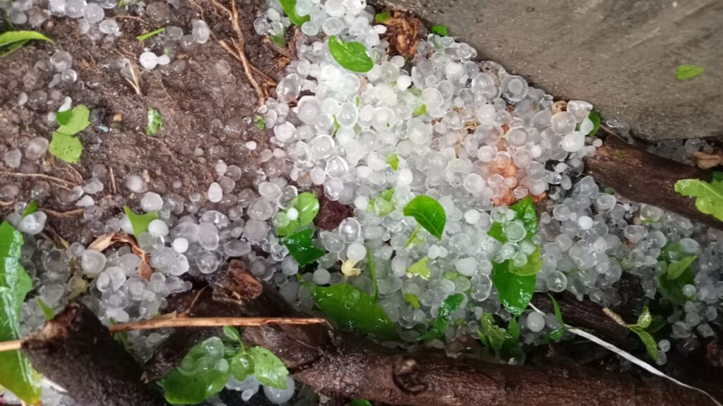 ಆಲಿಕಲ್ಲು ಮಳೆ: ಸಿಡಿಲಿಗೆ ಎಮ್ಮೆ, ಎತ್ತು ಬಲಿ