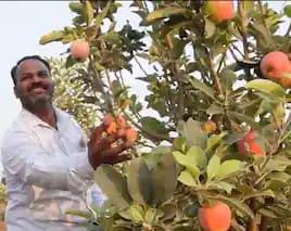 ಬಿಸಿಲ ನಾಡಲ್ಲಿ ಸೇಬಿನ ಸಿಹಿ ನೀಡಿದ ರೈತ ಶ್ರೀಶೈಲ ತೇಲಿ