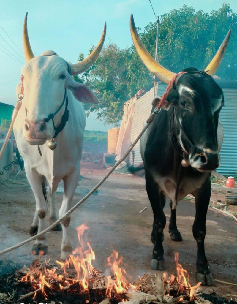 ದೀಪಾವಳಿ ಬಲಿಪಾಡ್ಯ: ಎತ್ತಿಗೆ ಕೆಂಡ ಹಾಯಿಸುವ ಪ್ರಕ್ರಿಯೆ