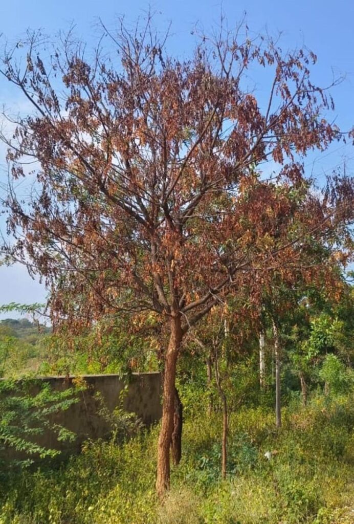 ಆಲಮಟ್ಟಿಡ್ಯಾಂಸೈಟ್ ಪ್ರದೇಶದಲ್ಲಿ ಒಣಗುತ್ತಿರುವ ಬೇವಿನ ಮರಗಳು