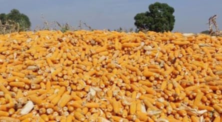 ಮೆಕ್ಕೆಜೋಳ ಖರೀದಿ ಕೇಂದ್ರಕ್ಕೆ ಚಡಚಣ ತಾಲೂಕು ರೈತರ ಆಗ್ರಹ