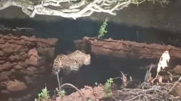 ಕಣಿಯನಹುಂಡಿಯಲ್ಲಿ ಚಿರತೆಯ ಬಿಂದಾಸ್ ಓಡಾಟ