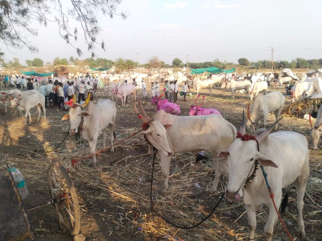 ಜಾಯವಾಡಗಿ ಜಾತ್ರೆಯಲ್ಲಿ ಗಮನ ಸೆಳೆದ ಜಾನುವಾರುಗಳ ಜಾತ್ರೆ