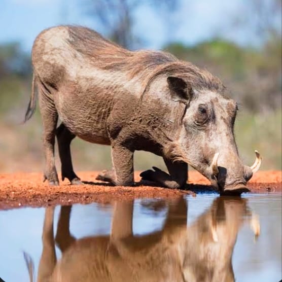 ಕೋರೆಹಲ್ಲು ಮೂಡುವಾಗ ಮಣ್ಣಿರುವುದಿಲ್ಲ, ಮಣ್ಣಿರುವಾಗ ಕೋರೆಹಲ್ಲು ಮೂಡುವುದಿಲ್ಲ