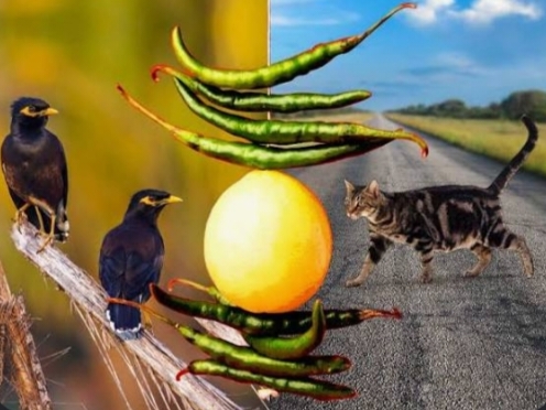 ಮೂಢನಂಬಿಕೆ ಸಮಾಜದ ಮೌನ ಶತ್ರು