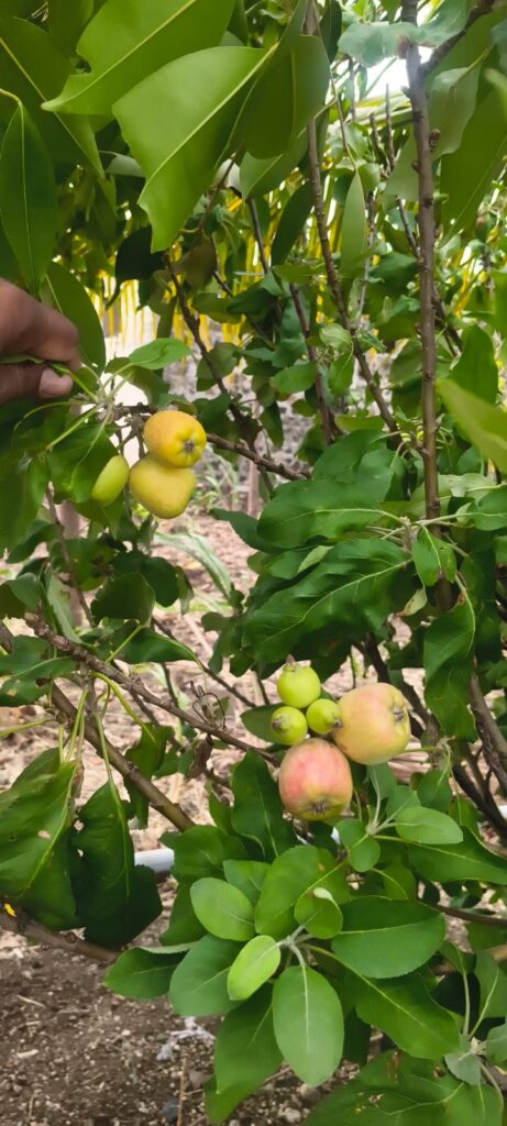 ಕಾಶ್ಮೀರ ಸೇಬು ಬೆಳೆದು ಮಾದರಿಯಾದ ಆರಕ್ಷಕ ಭೀಮು