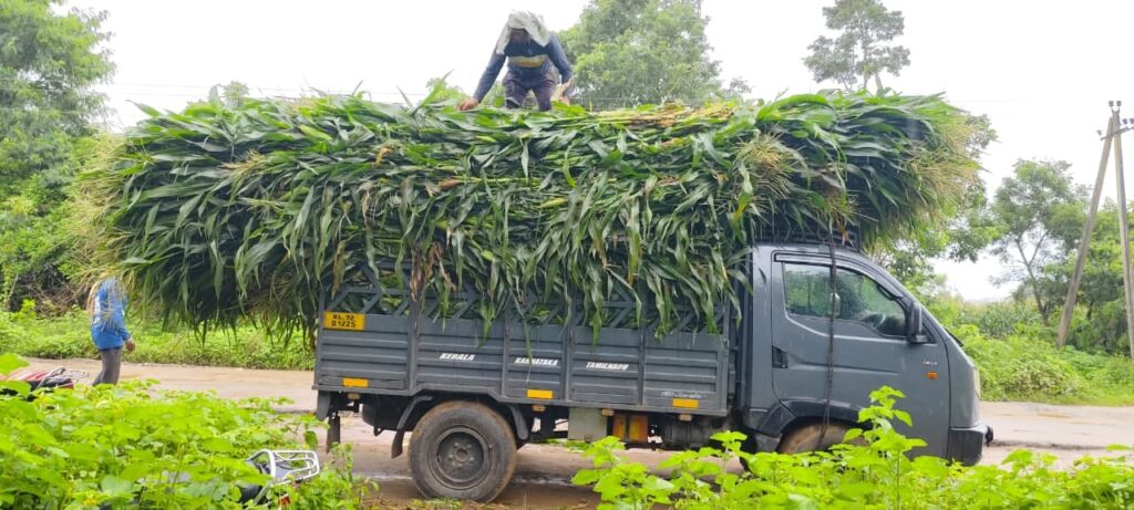 ಮುಸುಕಿನ ಜೋಳದ ಕಡ್ಡಿಗೆ ಹೆಚ್ಚಿದ ಬೇಡಿಕೆ :ರೈತರಲ್ಲಿ ಸಂತಸ
