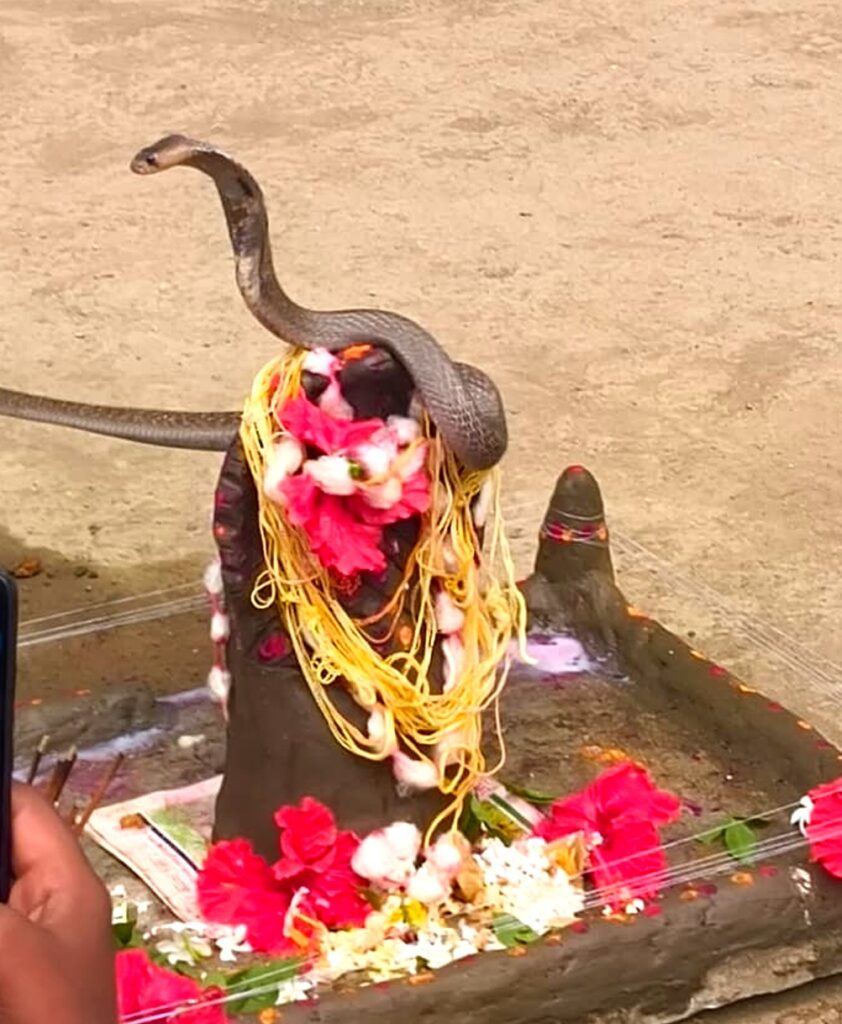 ನಾಗರ ಪಂಚಮಿ ವೇಳೆ ನಾಗರಾಜನ ದರ್ಶನ :ಭಕ್ತರಲ್ಲಿ ಹರ್ಷ