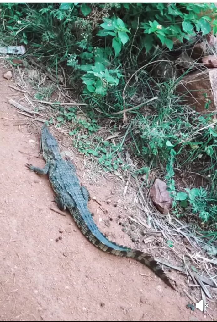 ಬೇನಾಳ ಗ್ರಾಮಕ್ಕೆ ನುಗ್ಗಿದ ಮೊಸಳೆ ಮರಿ :ಆತಂಕದಲ್ಲಿ ಗ್ರಾಮಸ್ಥರು