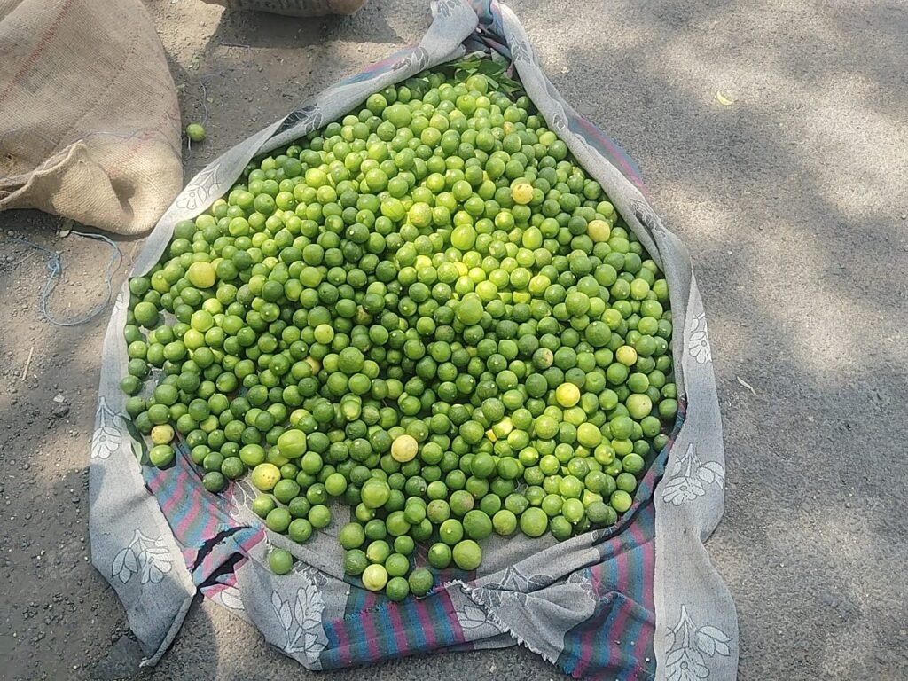ನಿಂಬೆಯ ಬೆಳೆಗೆ ಕಜ್ಜಿ ರೋಗ :ಹತೋಟೆಗೆ ಕ್ರಮ