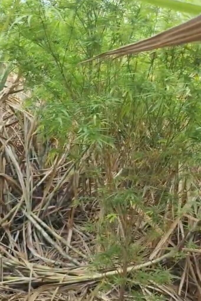 ಕಬ್ಬಿನ ಹೊಲದಲ್ಲಿ ಗಾಂಜಾ ಬೆಳೆ ಪತ್ತೆ; ಓರ್ವನ ಬಂಧನ