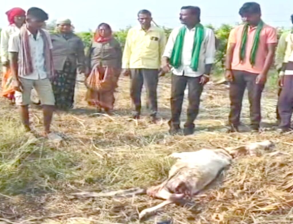 ಚಿರತೆ ದಾಳಿಗೆ ಜಾನುವಾರು ಬಲಿ, ರೈತರಿಗೆ ಪರಿಹಾರ ಯಾವಾಗ?